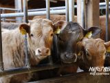 Materi qurban pengertian qurban Materi qurban pengertian qurban